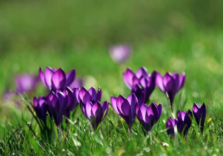 Les plantes florales à bulbes