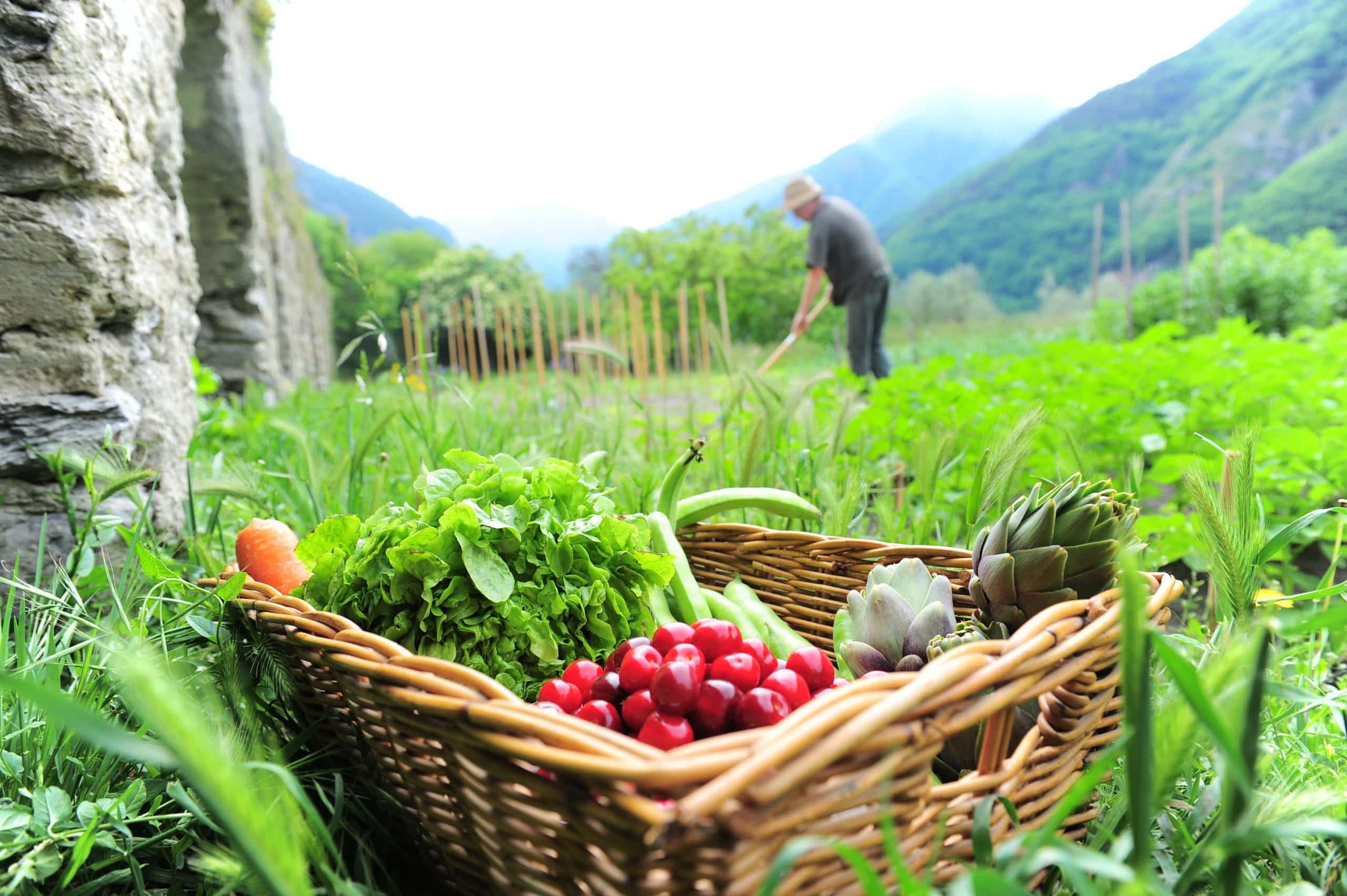 L’assolement ou l’art de la rotation des cultures dans le potager