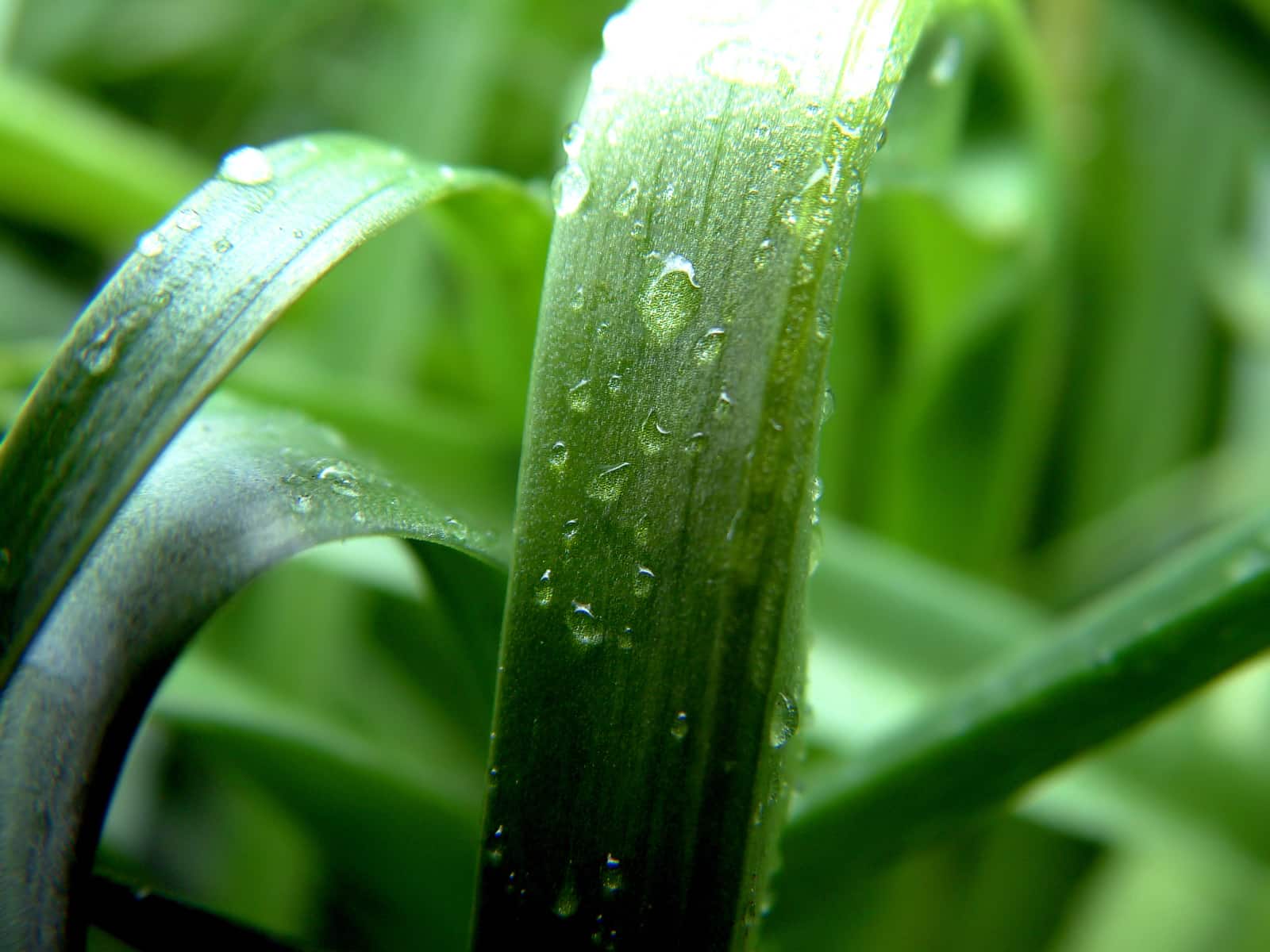 Traiter les carences nutritionnelles des plantes
