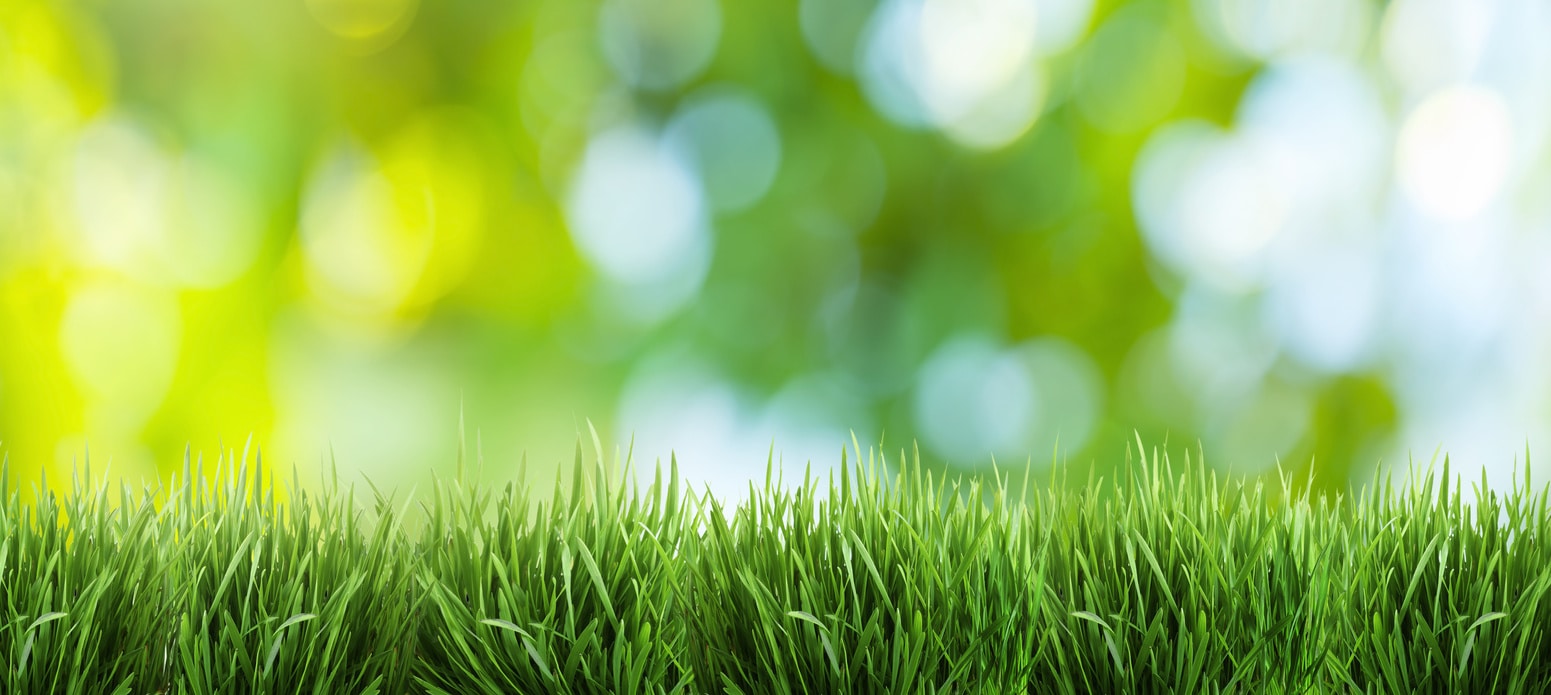 Les astuces pour une superbe pelouse