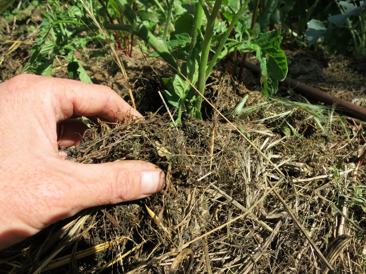 La pratique du paillage dans votre potager