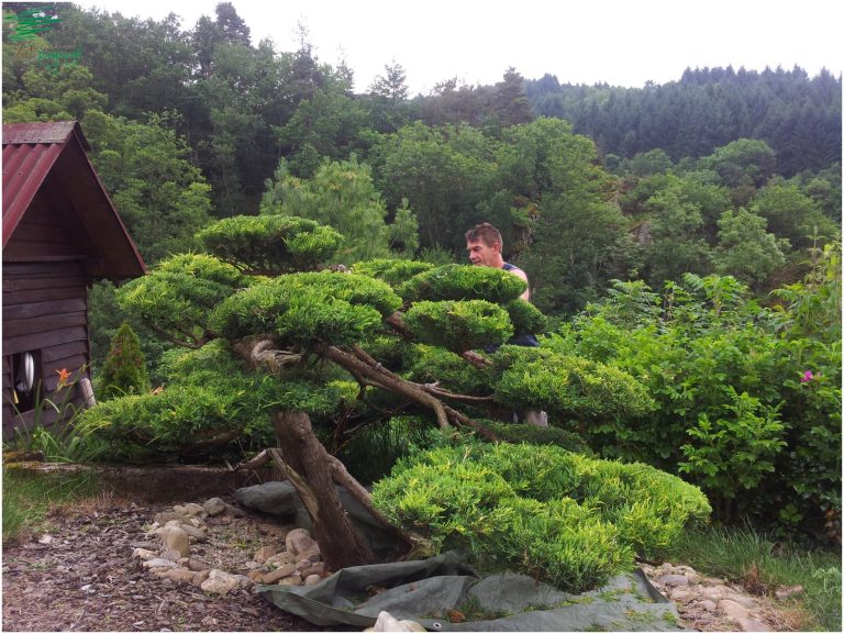 L’art ancestral japonais du Niwaki