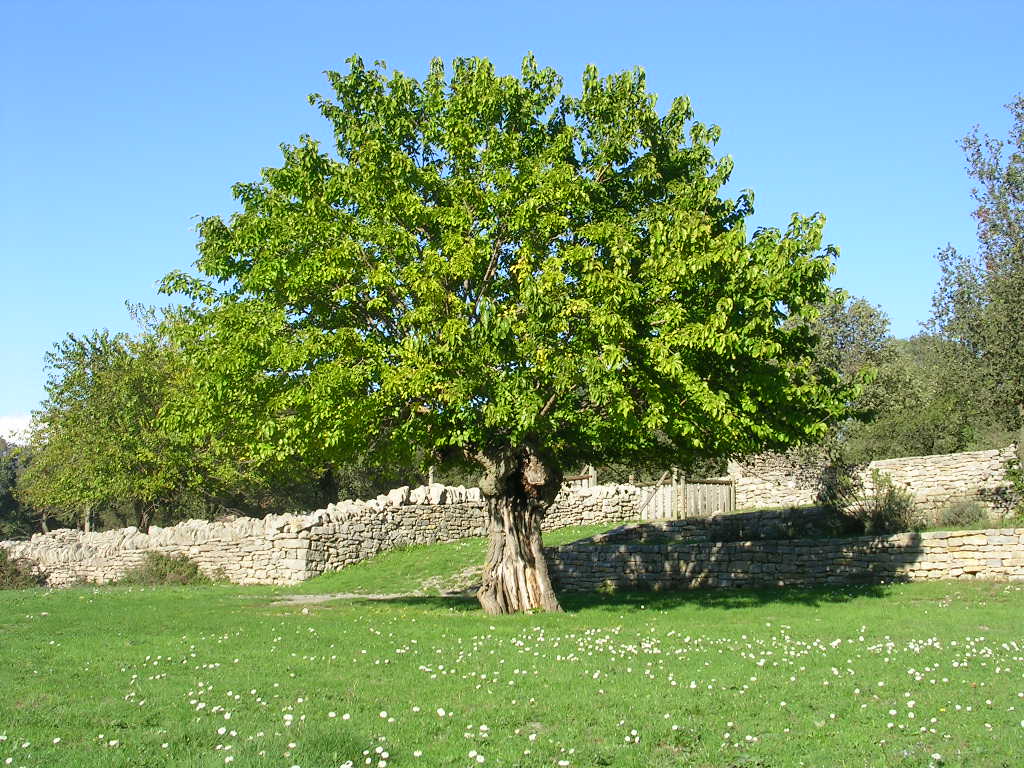 Tuteurer un arbre