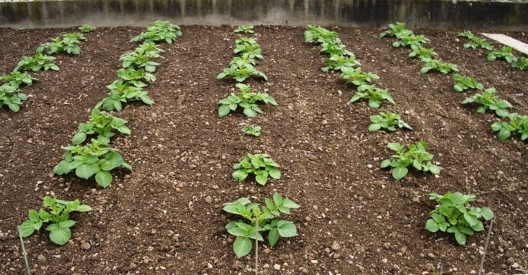 Tout savoir sur le buttage des pommes de terre