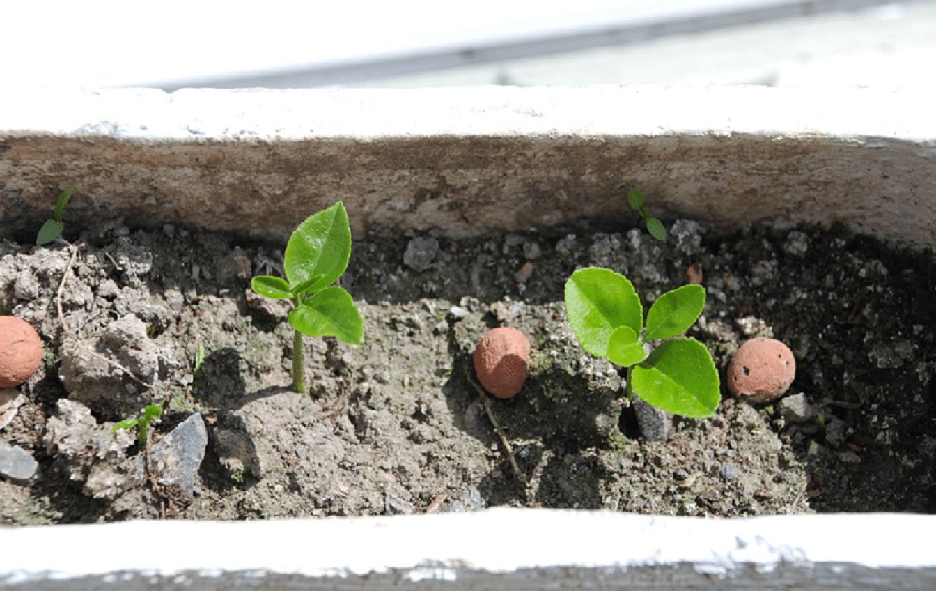 Adopter une plantation en 3D pour son jardin