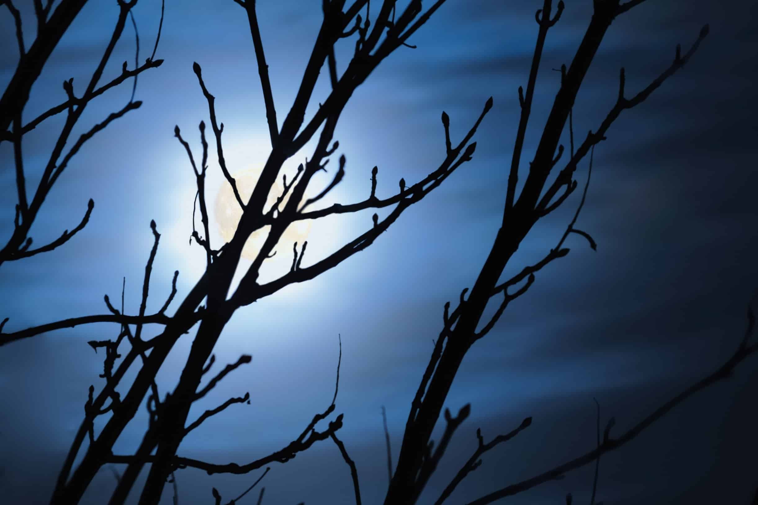 Comment pratiquer le jardinage avec l’influence de la lune