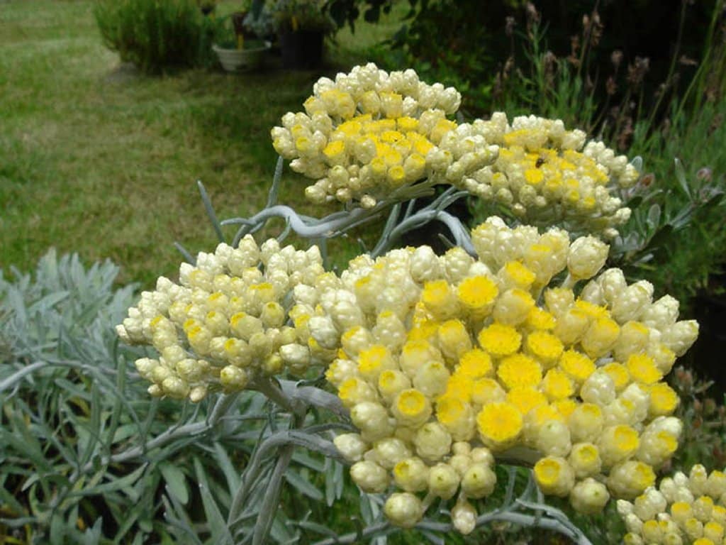 Quelles plantes choisir pour mieux délimiter les espaces de son jardin