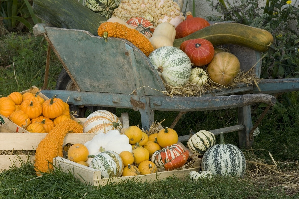 Les règles à respecter pour une plantation de légumes réussie