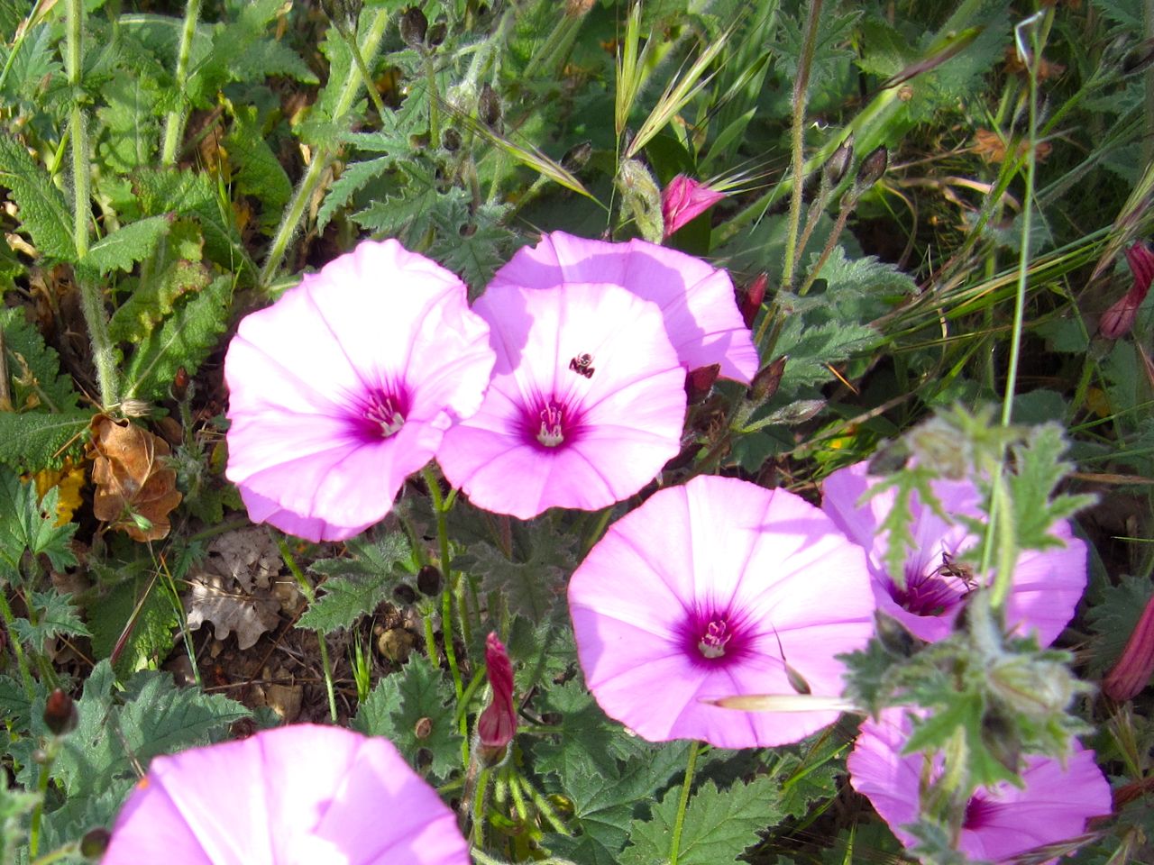 Les moyens d’éradiquer le Liseron dans le jardin