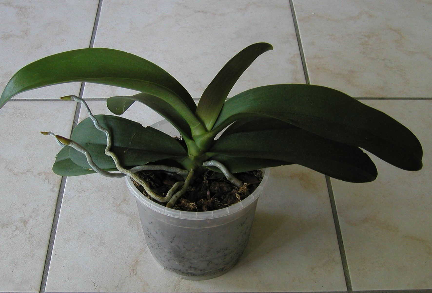 Les règles d’or pour planter l&rsquo;Orchidée Phalaenopsis avec succès