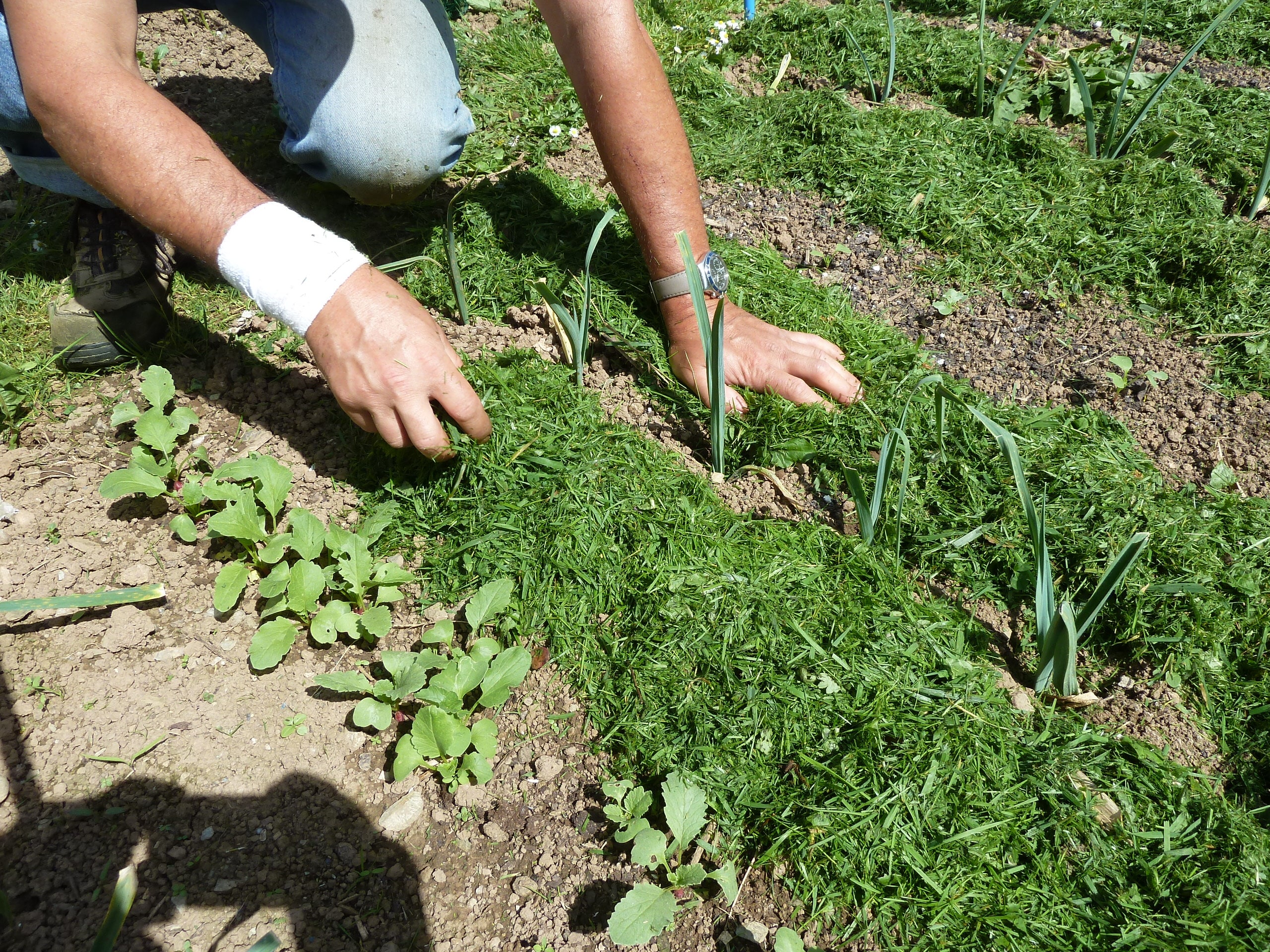 A quel moment procéder au paillage du jardin ?