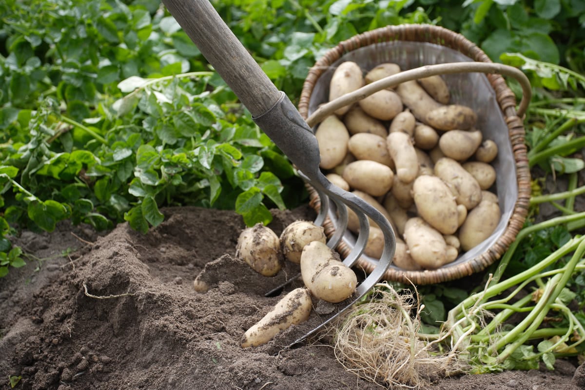 L’essentiel à savoir pour réaliser un vrai potager
