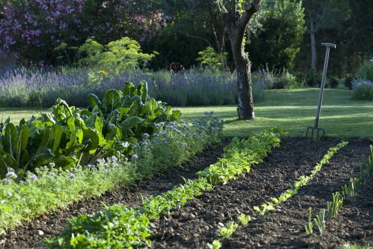Le concept du mélange des légumes et fleurs dans son jardin