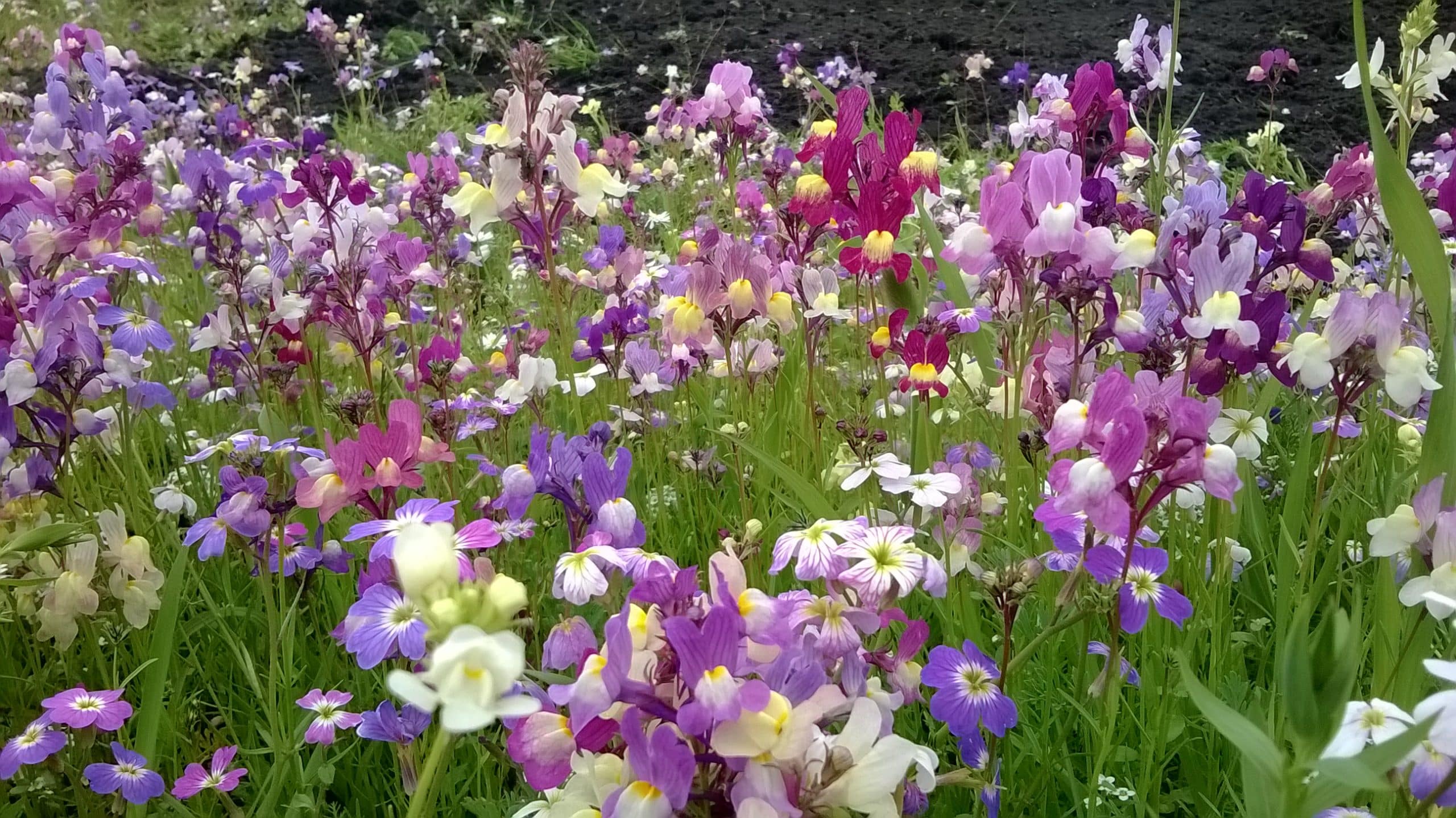 Comment créer une prairie bien fleurie ?