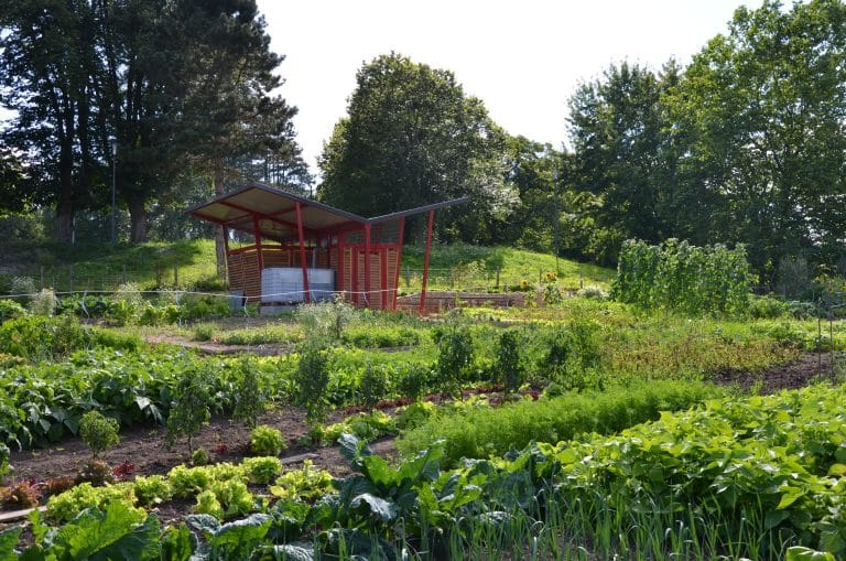 Comment définir la dimension idéale de son potager ?