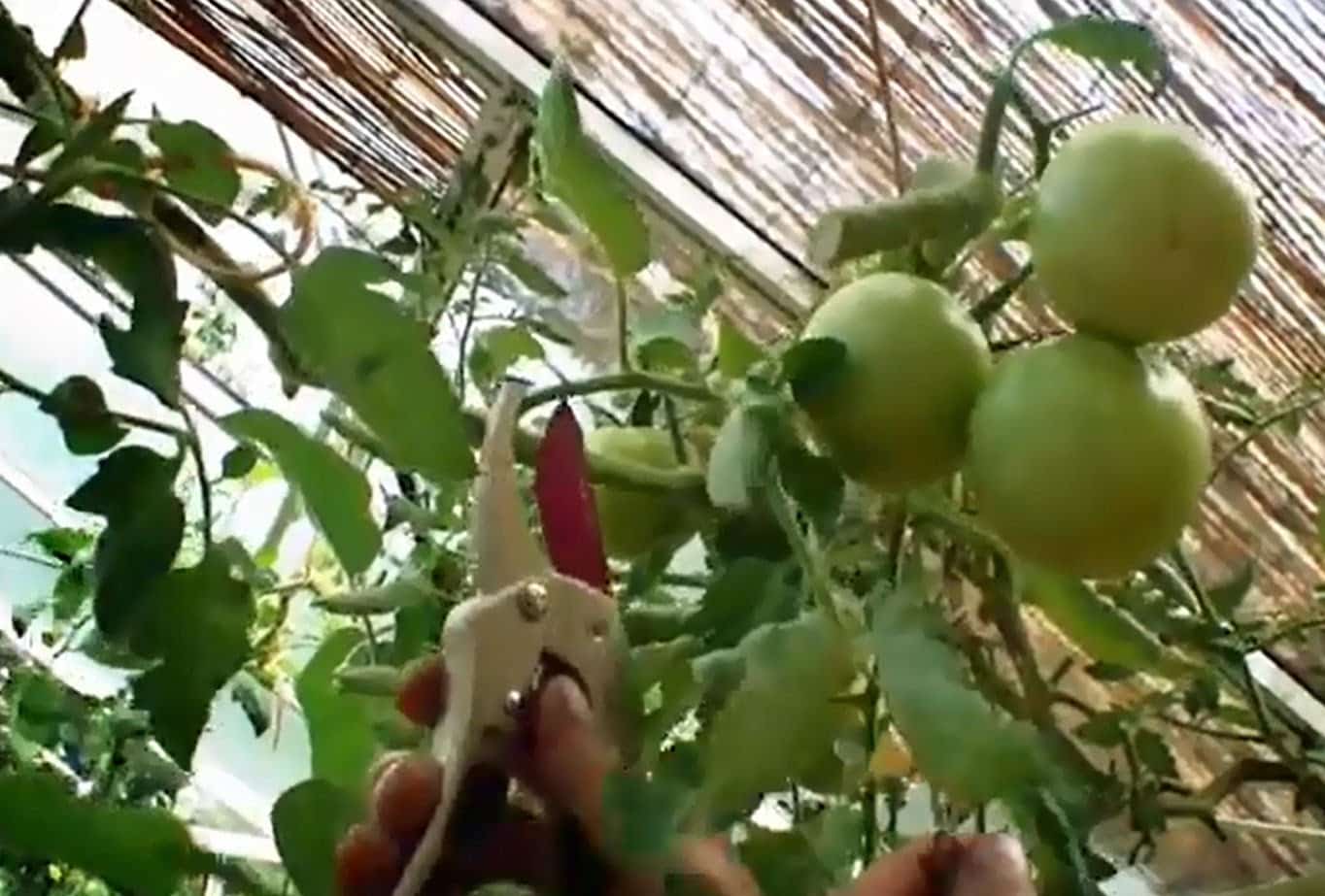 Tailler les plantes des légumes pour une récolte plus rapide