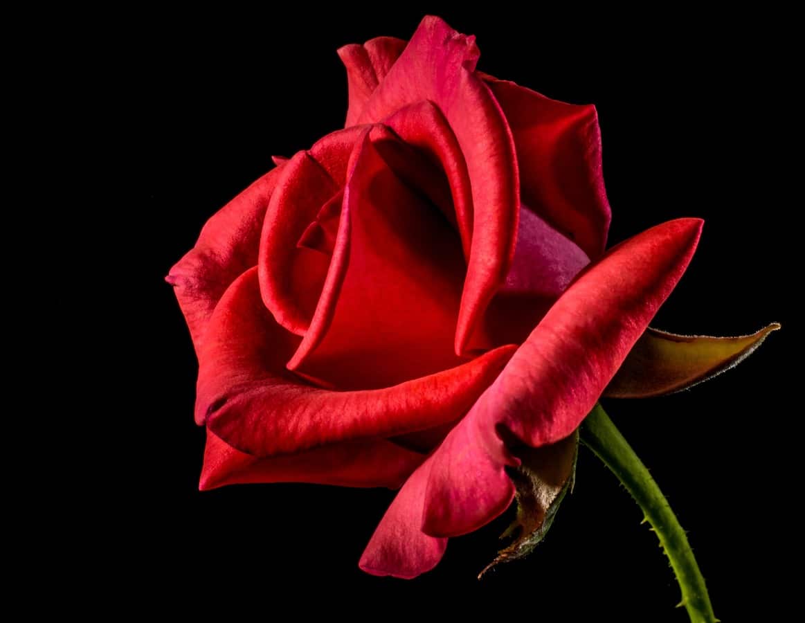 Comment garder ses roses plus longtemps ?