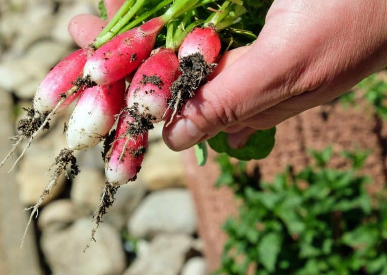 Comment créer un potager en terrasse ?