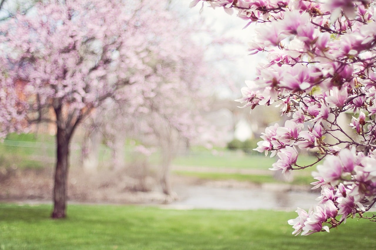Comment entretenir une plante arboricole ?