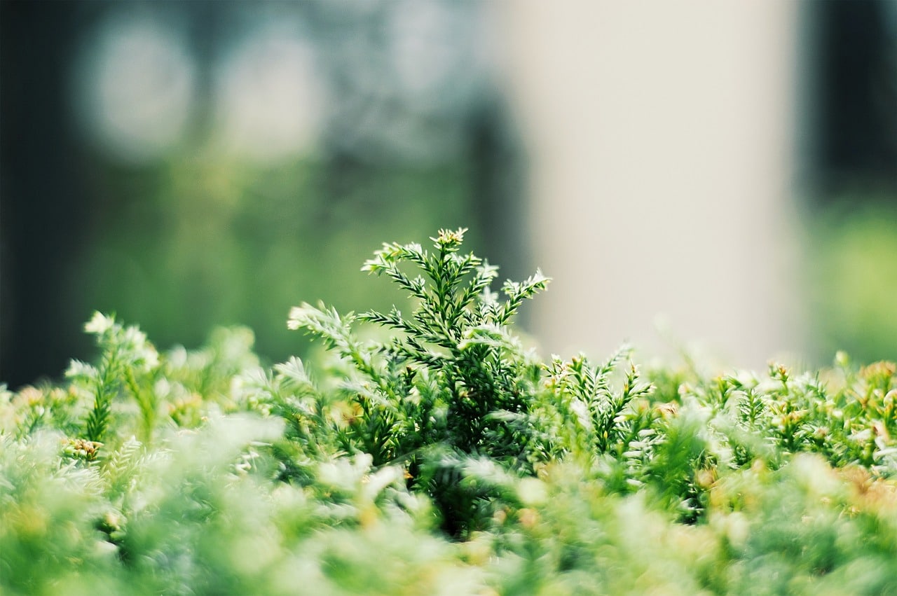 Comment installer un jardin en terrasse ?