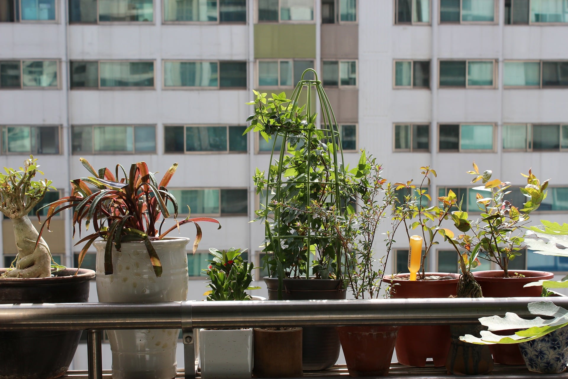 Quelle plante installer dans sa véranda ?
