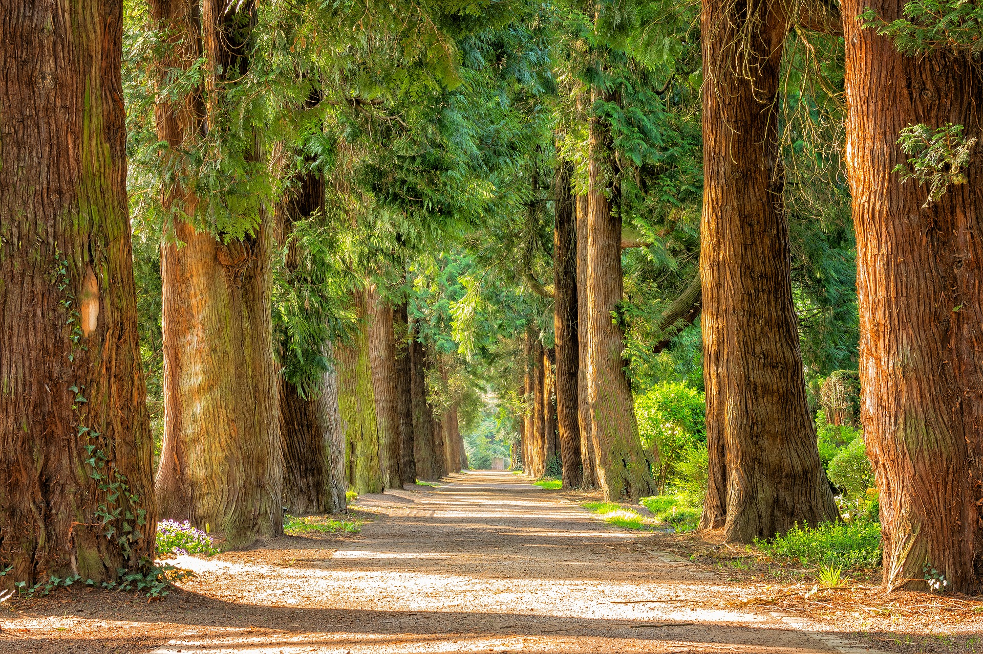 Comment bien entretenir les arbres dans son jardin ?