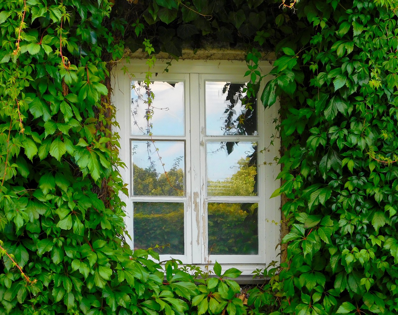 Les plantes grimpantes faisant partie de votre paysage