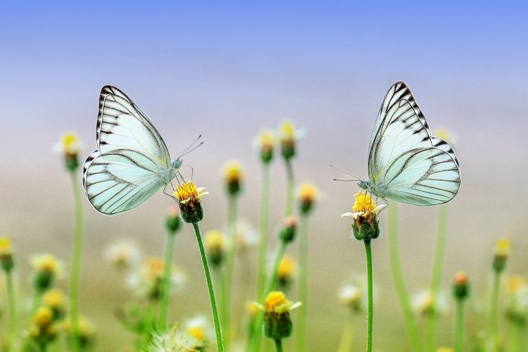 Prévenir les parasites dans votre jardin