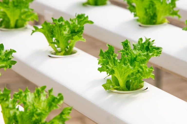 Quelques astuces pour cultiver des légumes sous serre