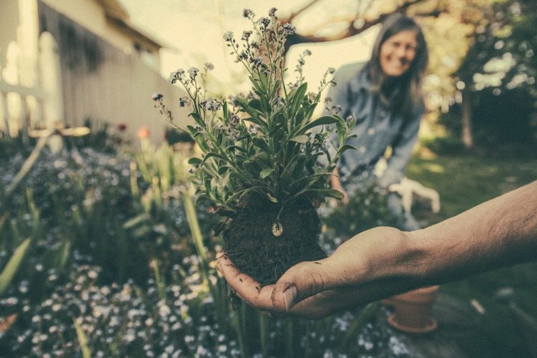 Permaculture : le jardinage durable et écologique est prisé par les Français