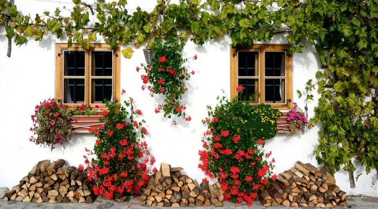 Quelles plantes choisir pour transformer votre façade ?