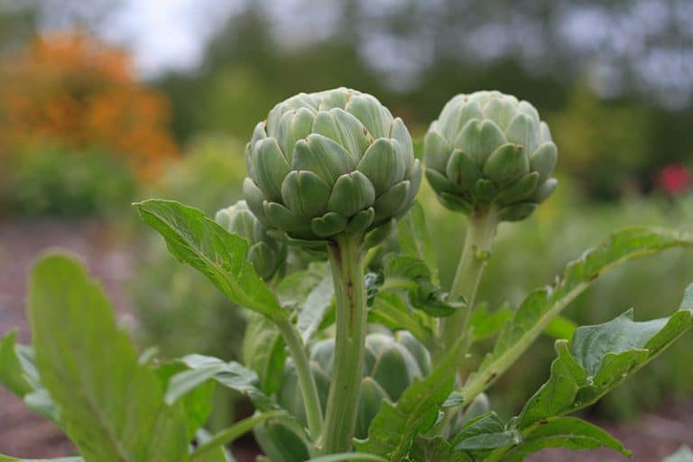 Quels légumes cultiver dans son potager ?