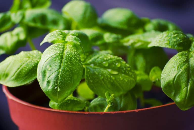 Les légumes les plus faciles à cultiver dans votre appartement