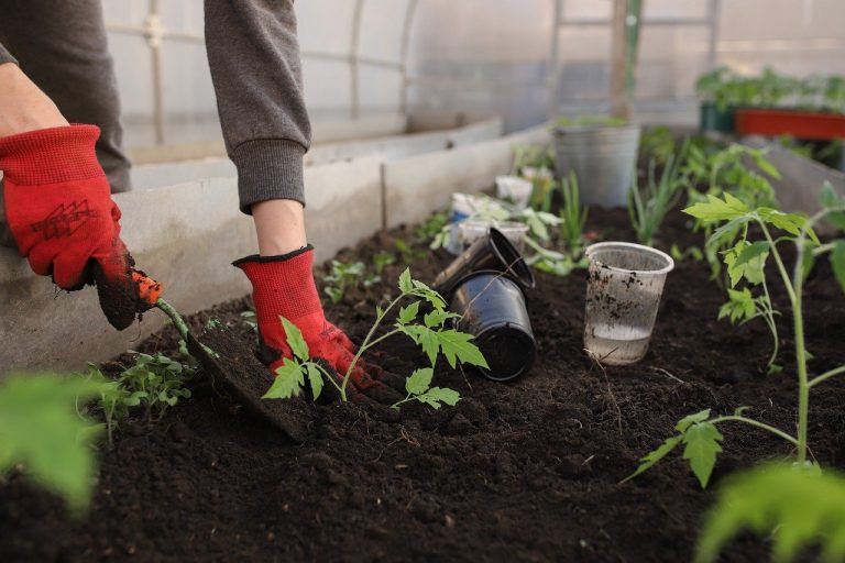 Quels sont les légumes les plus faciles à cultiver en intérieur ?