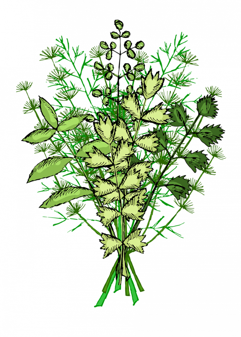 Les herbes vivaces dont vous pourriez rapidement profiter