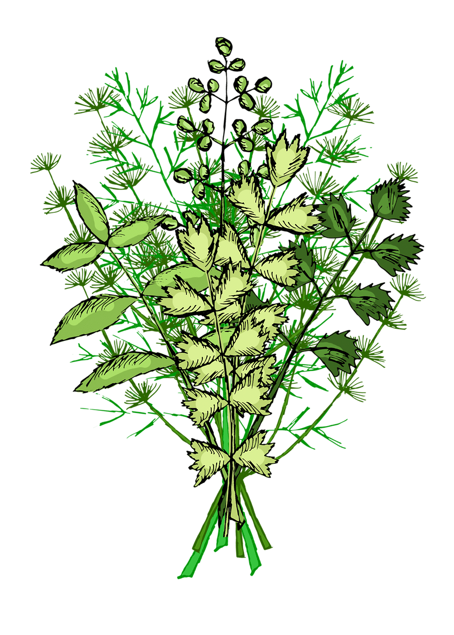 Les herbes vivaces dont vous pourriez rapidement profiter