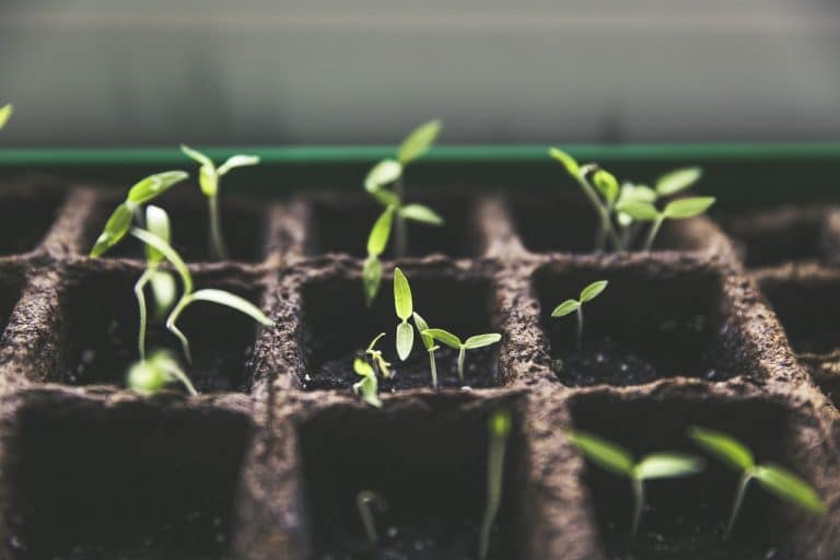La façon de réussir la culture de poivrons dans des pots