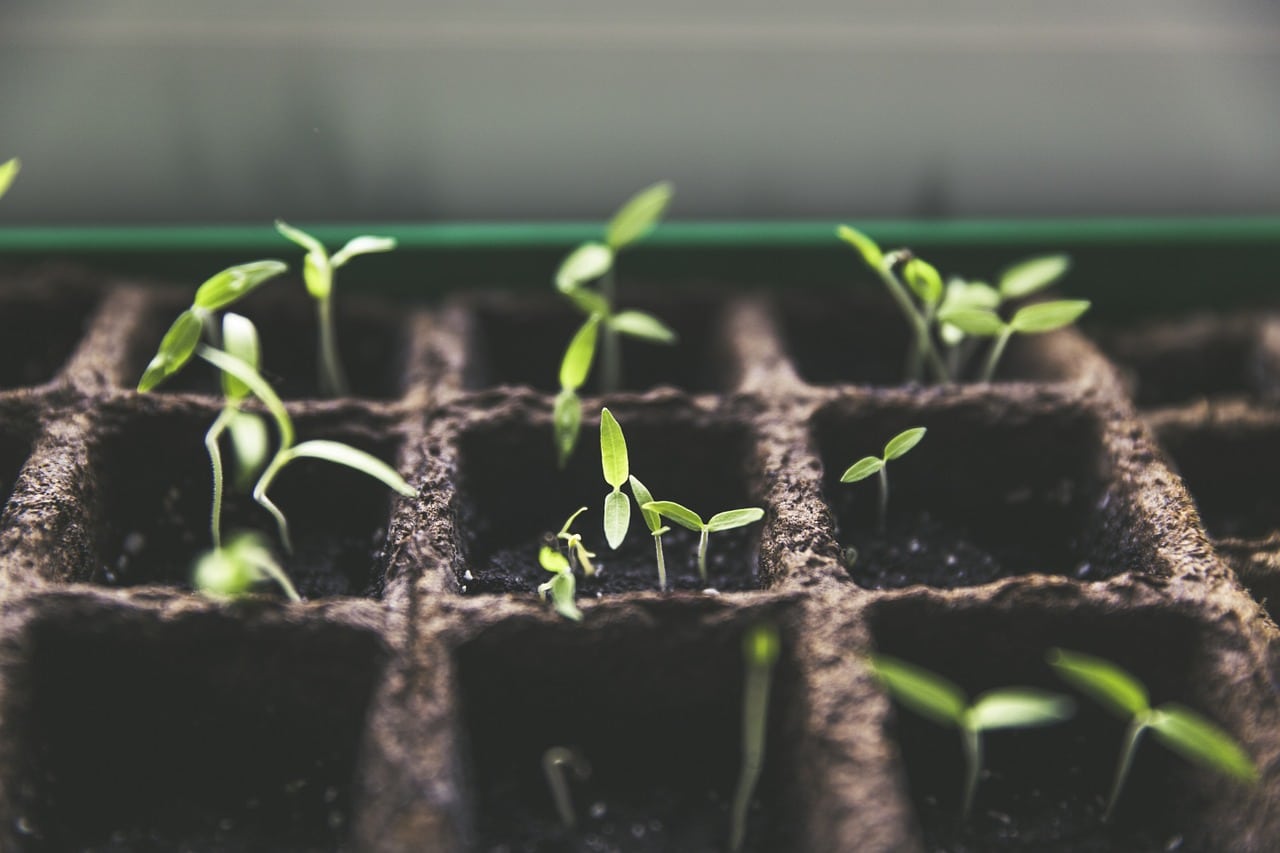 La façon de réussir la culture de poivrons dans des pots