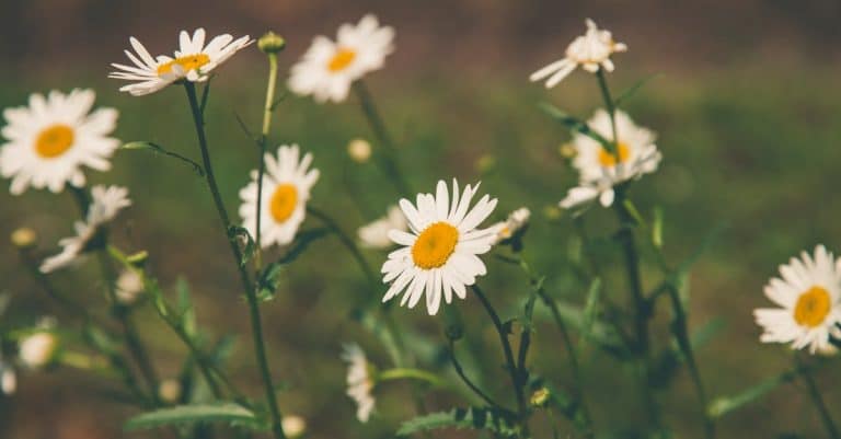 Quelles sont les plus belles fleurs sauvages à découvrir?