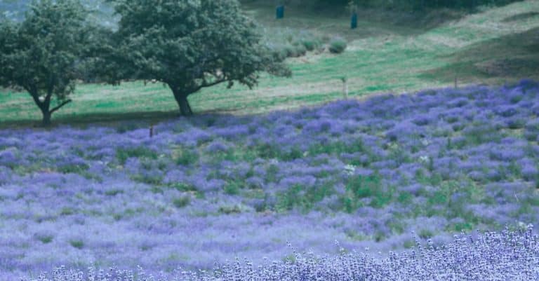 Comment créer une pelouse fleurie ?