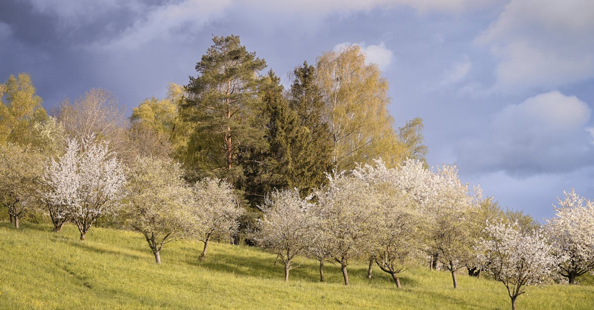 découvrez notre guide complet sur les arbres fruitiers : conseils de culture, variétés adaptées à votre jardin et astuces pour une récolte abondante. apprenez à planter et entretenir vos arbres pour profiter de délicieux fruits toute l'année.