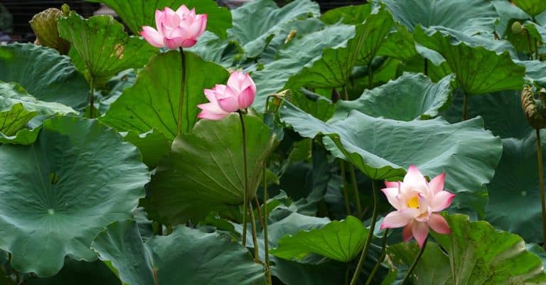 Quelles sont les fleurs exotiques à ajouter à votre jardin ?