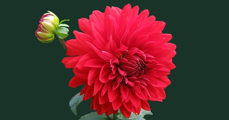 Comment concevoir un jardin qui correspond à vos envies ?
