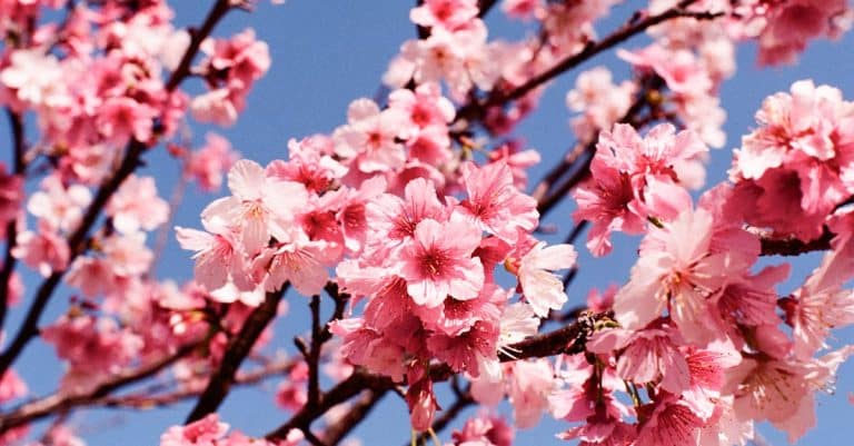Quelles sont les fleurs de saison à privilégier dans votre jardin ?