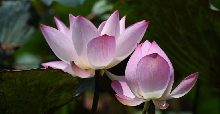 Comment créer un bassin de nénuphars dans son jardin ?