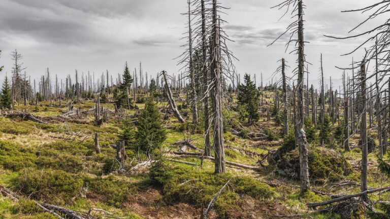 Quels sont les effets du réchauffement climatique causé par l&rsquo;effet de serre ?