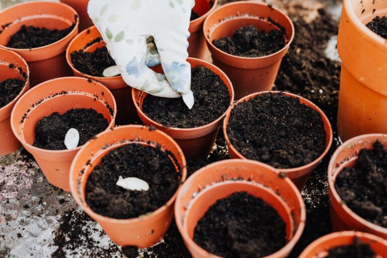 Quelles sont les herbes à découvrir pour enrichir votre cuisine ?