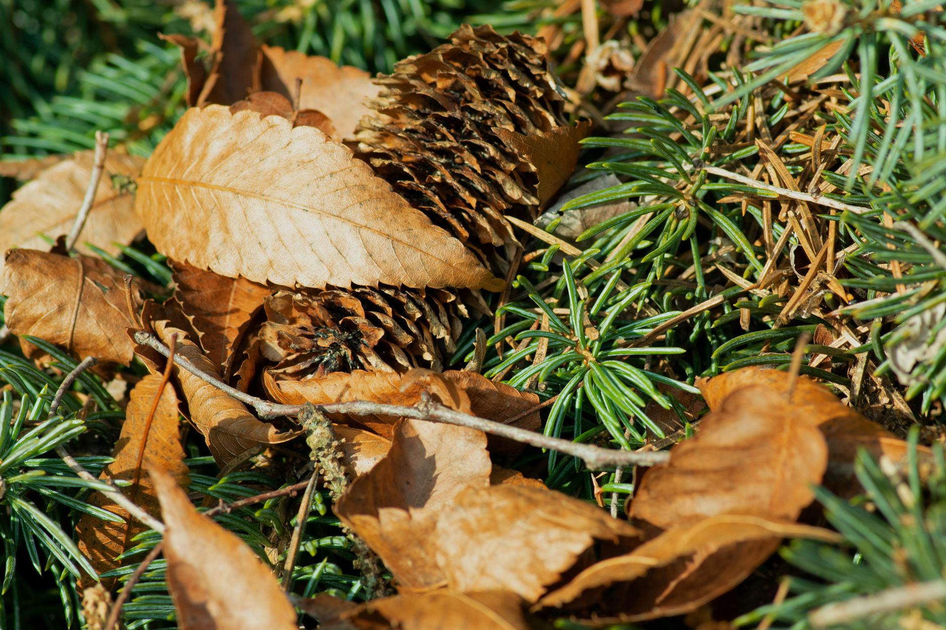 Qu&rsquo;est-ce que le paillage naturel et quels sont ses avantages ?