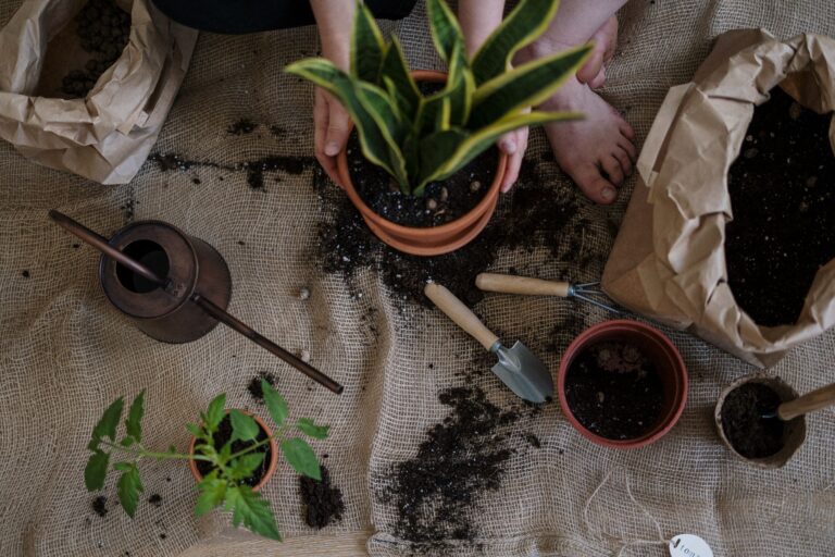 Peut-on pratiquer l&rsquo;horticulture tropicale chez soi ?