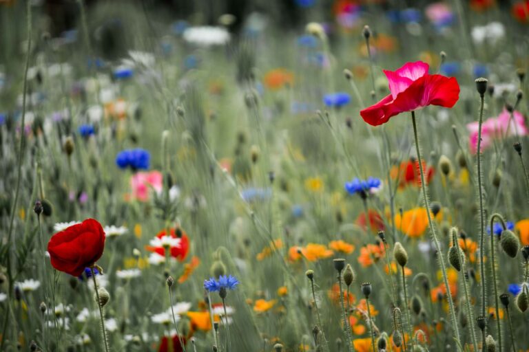 Quelles sont les plus belles fleurs sauvages à découvrir ?